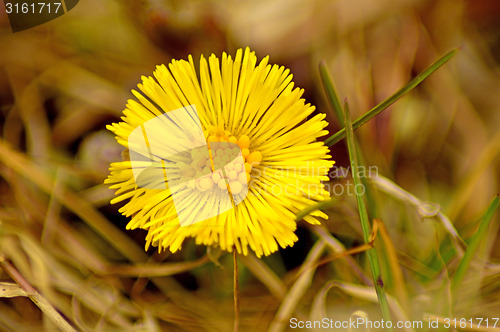 Image of Coltsfoot, Tussilago farfara