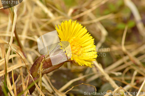 Image of Coltsfoot, Tussilago farfara