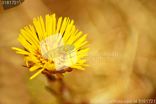 Image of Coltsfoot, Tussilago farfara