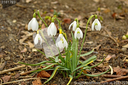 Image of snowdrop, Galanthus nivalis