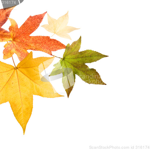 Image of Autumn fall Leaves