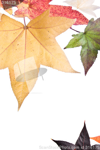 Image of Autumn Fall Leaves