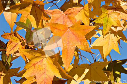 Image of Autumn Fall Leaves