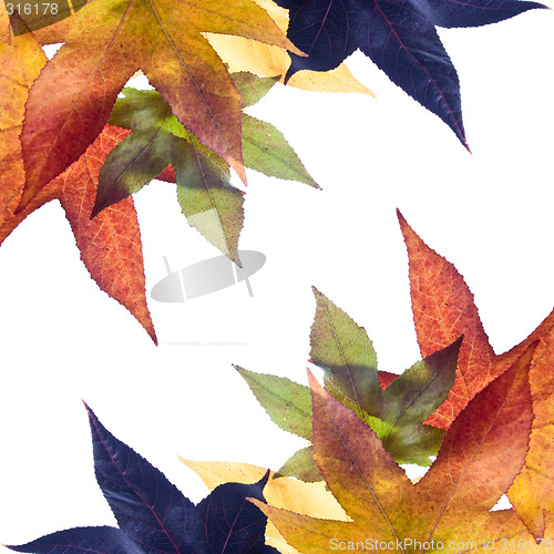 Image of Autumn Fall Leaves