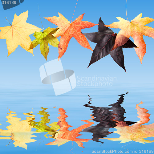 Image of Autumn Fall Leaves