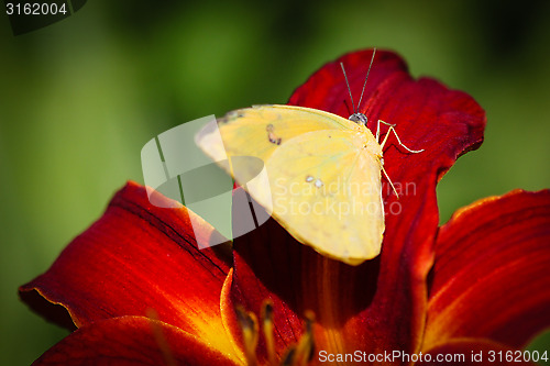 Image of Cloudless Sulphur Phoebis Sennae