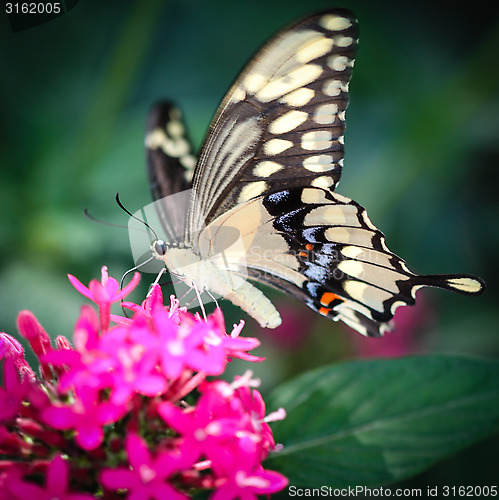 Image of Giant Swallowtail Papilio Cresphontes