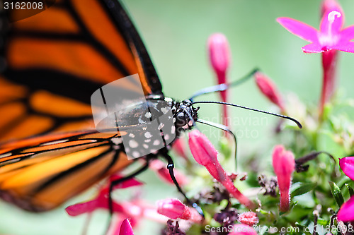 Image of Monarch Danaus Plexippus