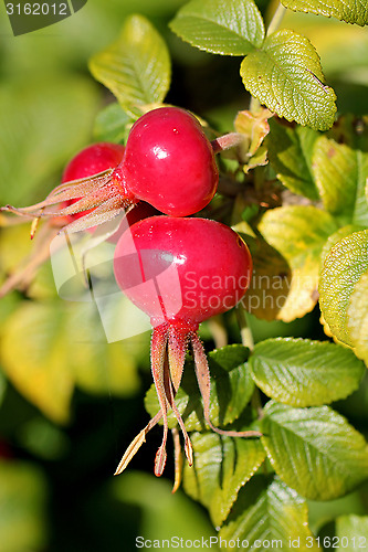 Image of Rose Hips of Rosa Rugosa in Autumn