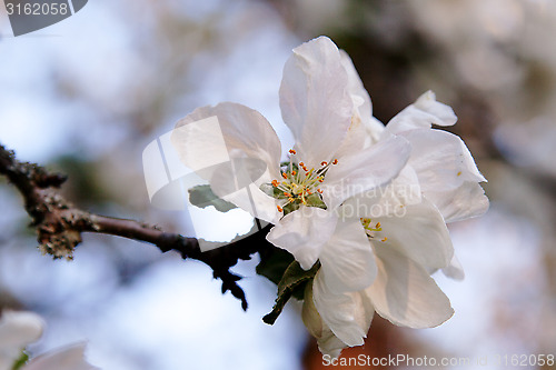Image of apple blossom of an old apple sort