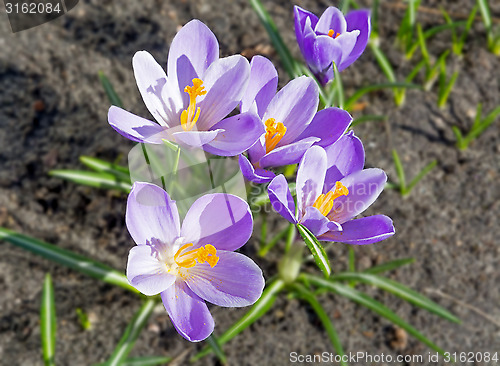 Image of Purple Crocus.