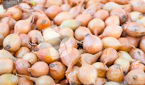 Image of Bulb onion.