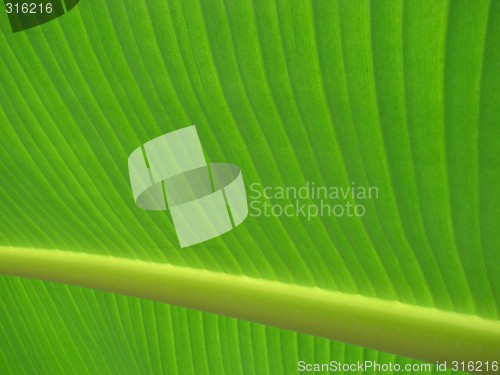 Image of banana palm leaf green