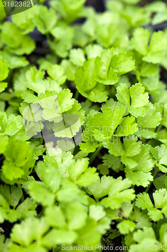 Image of Celery Plants Closeup