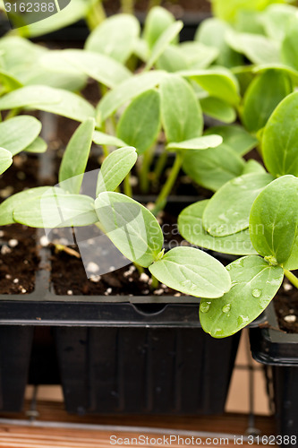 Image of Cucumber Plant Seedlings