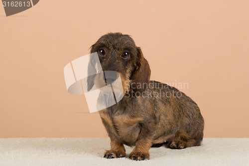 Image of female portrait of brown dachshund