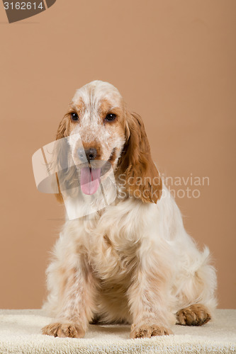 Image of portrait of english cocker spaniel