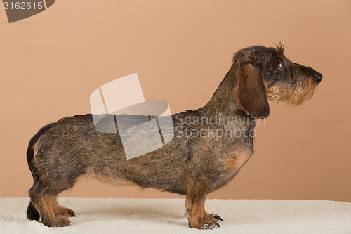 Image of female portrait of brown dachshund