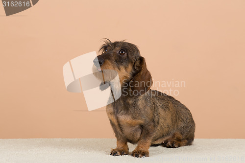 Image of female portrait of brown dachshund