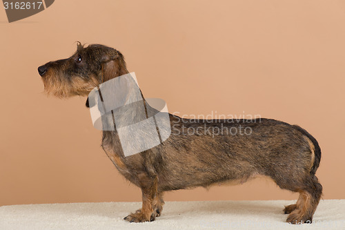 Image of female portrait of brown dachshund