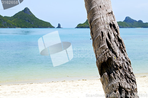 Image of asia kho phangan   tree  rocks in thailand  south  