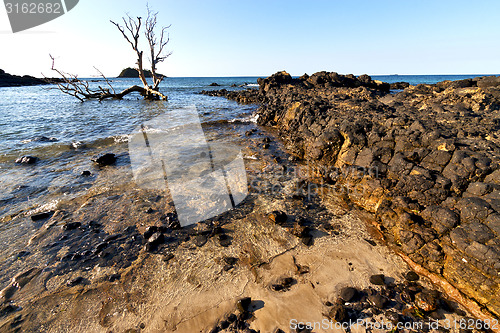 Image of  dead tree andilana beach seaweed in indian and rock 
