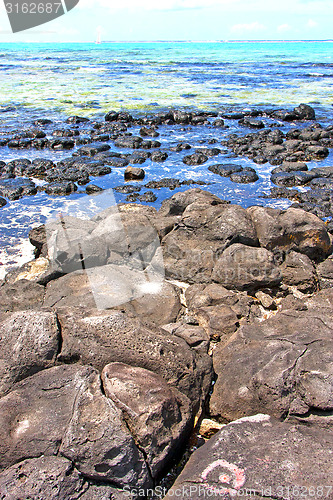 Image of the zanzibar beach  seaweed in indian  