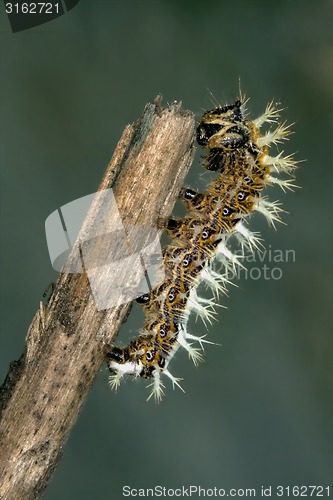 Image of Papilionidae in a green hairy