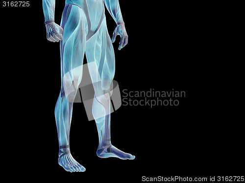 Image of Conceptual human body anatomy on black