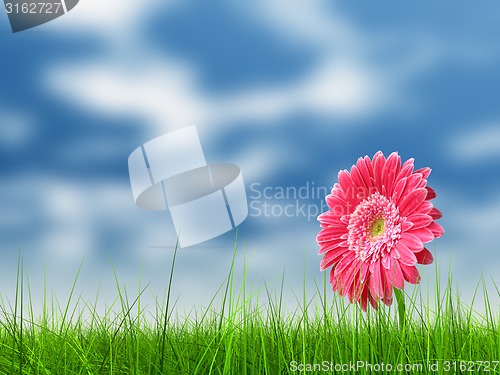 Image of Conceptual pink flower in green grass