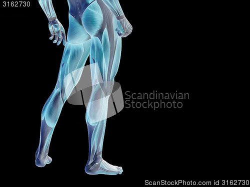 Image of Conceptual human body anatomy on black