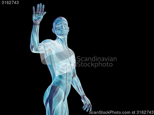 Image of Conceptual human body anatomy on black