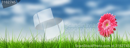 Image of Conceptual pink flower in green grass banner