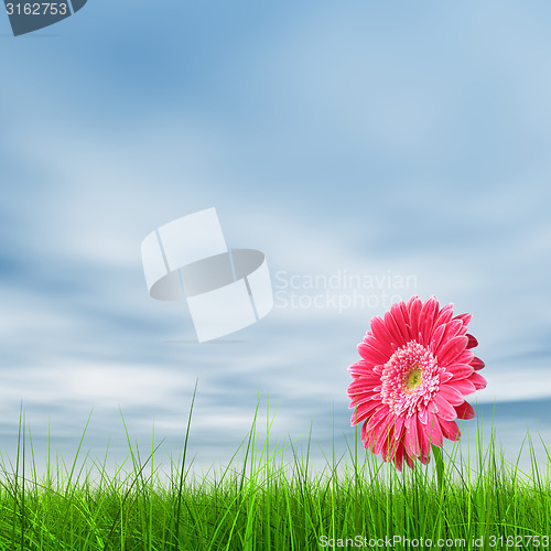 Image of Conceptual pink flower in green grass