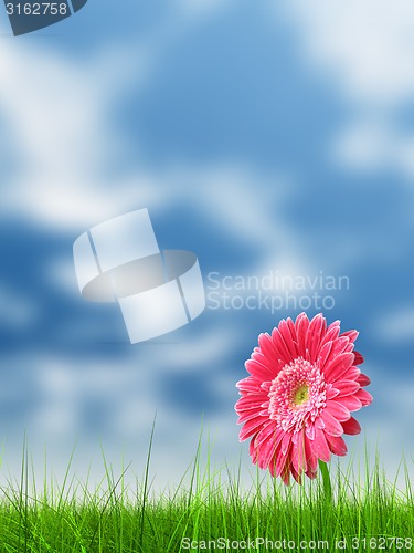 Image of Conceptual pink flower in green grass