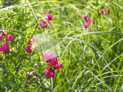 Image of Flowering tuberous pea among meadow grasses
