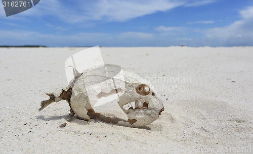 Image of Fish skeleton with preserved scales