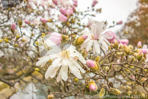 Image of Blossoming of magnolia flowers in spring time