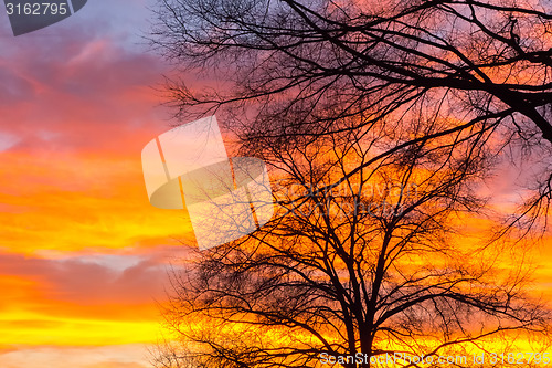 Image of Beautiful landscape image with trees silhouette at sunset in spr