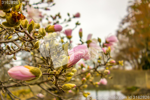 Image of Blossoming of magnolia flowers in spring time