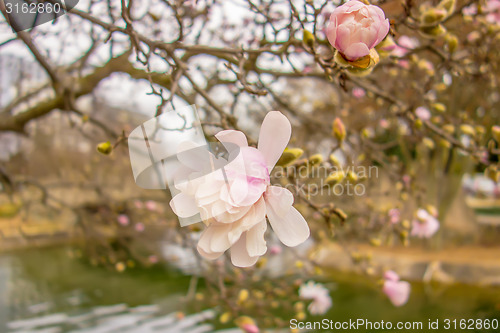 Image of Blossoming of magnolia flowers in spring time