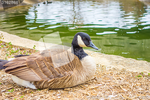 Image of goose sitting and resting near a small lake