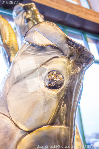 Image of fish head statue on display