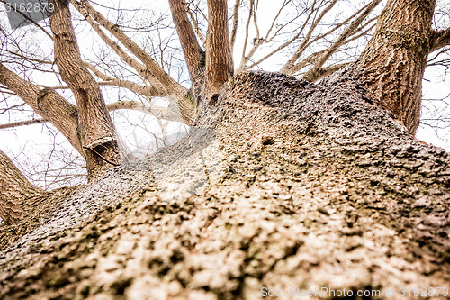 Image of looking up a massive oak tree trunk