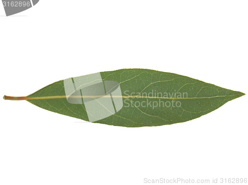 Image of Laurel Bay tree leaf isolated