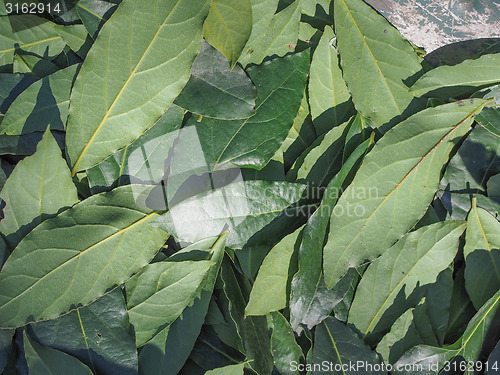 Image of Bay tree leaf