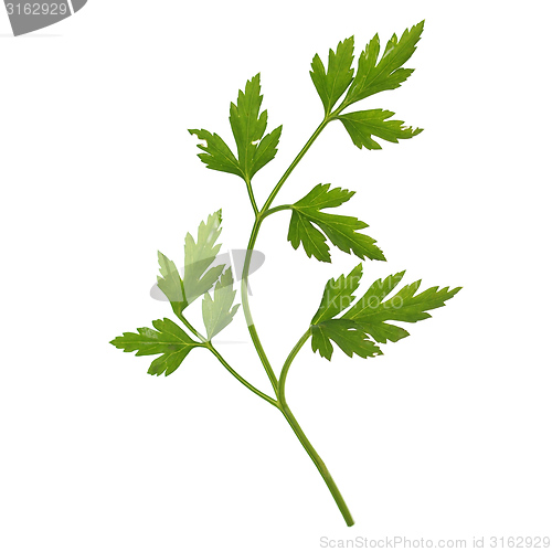 Image of Parsley aka cilantro isolated