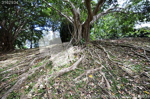 Image of Big tree root