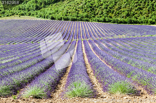 Image of Lavander field