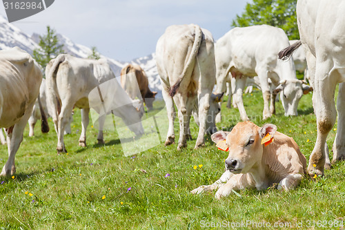 Image of Free calf on Italian Alps
